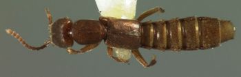 Media type: image;   Entomology 27521 Aspect: habitus dorsal view